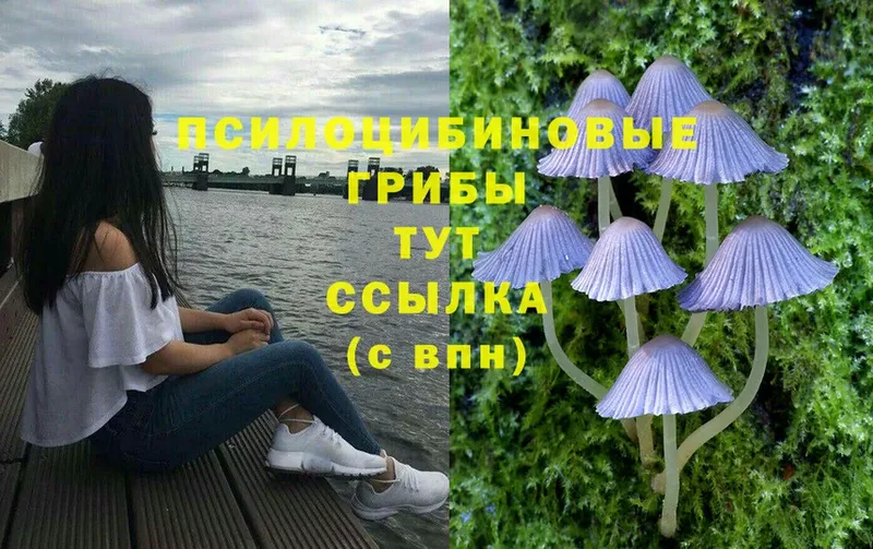 Псилоцибиновые грибы Cubensis  где купить   Заводоуковск 